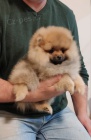 pomeranian štěňata TOP kvalita pomeranian štěňata TOP kvalita