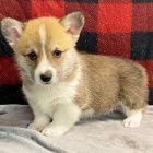 Prod�m �t��ata Pembroke Welsh Corgi.