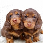 zdrav� dlouhosrst� miniaturn� �t��ata jezev��k� na prodej