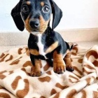 Miniaturn� kr�li�� kr�tkosrst� �t��ata jezev��ka