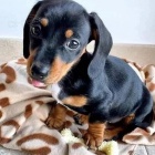 Miniaturn� kr�li�� kr�tkosrst� �t��ata jezev��ka