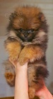 Pomeranian Spitz BOO štěňata, Pomeranian, Pomeranian bears Pomeranian Spitz BOO štěňata, Pomeranian, Pomeranian bears