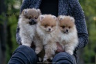 POMERANIAN BOO ŠTĚŇATA POMERANIAN BOO ŠTĚŇATA