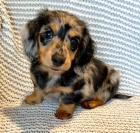 Prod�m zdrav� �t��ata dlouhosrst�ch jezev��k�