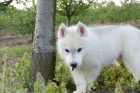 sibiřský husky štěňata sibiřský husky štěňata