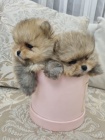 Pomeranian BOO štěňata Pomeranian BOO štěňata