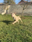 Americký pitbull teriér a francouzský buldoček štěňata na prodej Americký pitbull teriér a francouzský buldoček štěňata na prodej