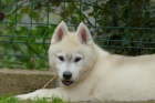 sibiřský husky KRÁSNÁ štěňátka sibiřský husky KRÁSNÁ štěňátka