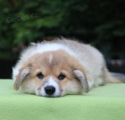 Pred�m �teniatka welsh corgi pembroke s PP