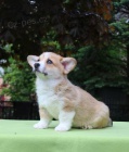 Pred�m �teniatka welsh corgi pembroke s PP