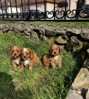 Cavapoo štěňata na prodej Cavapoo štěňata na prodej