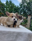 Velšský corgi pembroke štěňata Velšský corgi pembroke štěňata