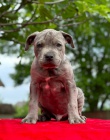 Americký pitbulteriér štěňata Americký pitbulteriér štěňata