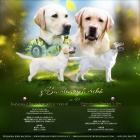 �t���tka Labradorsk�ho retr�vra s PP