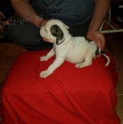 Prod�m �t��ata americk�ho buldoka.