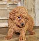 pudly, hra�ka �t��at