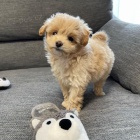 Prodám štěňata Maltipoo Prodám štěňata Maltipoo