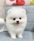 Prodám štěňata německé dogy Prodám štěňata německé dogy