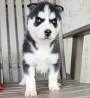 Prod�m �t��ata MINI sibi�sk�ho huskyho.