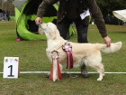 �t��ata s PP FCI - zlat� retr�vr / Golden Retriever