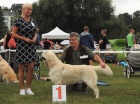�t��ata s PP FCI - zlat� retr�vr / Golden Retriever