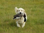 �t��ata s PP FCI - zlat� retr�vr / Golden Retriever