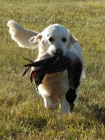 �t��ata s PP FCI - zlat� retr�vr / Golden Retriever