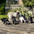 Kr�sn� b�ov� a �ern� fenka a pes o�kovan� �t��ata mopse na prodej