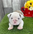 Kr�sy �t��ata Buldoka