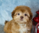 �t��ata shih tzu