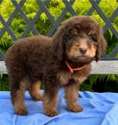 pudl, standardn� �t��ata