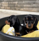 �T��ATA KR�TKOSRST� MINI JEZEV��KA