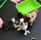 Prod�m miniaturn� �t��ata mopse PANDA