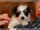 Prod�m o�kovan� �t��ata BIEWER YORKIE MINI.