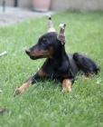 DOBERMAN �t��ata na prodej
