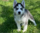 Sibi�sk� husky �t��ata na prodej