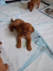 Prodm tata bordeauxsk dogy   