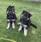 Prod�m �t��ata n�meck�ho ov��ka