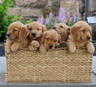 �t��ata zlat�ho retr�vra