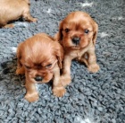 �t���tka kaval�r king charles spaniel s PP