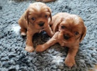 �t���tka kaval�r king charles spaniel s PP