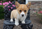 Prod�m �t��ata Pembroke Welsh Corgi.