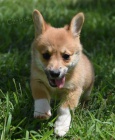 corgi, pembroke vel�sk� �t��ata