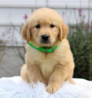 zdrav� �t��ata zlat�ho retr�vra