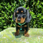 hladkosrst� �t�n� Jezev��ka