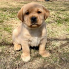 Labradorsk retrvr s PP~ Fenecka