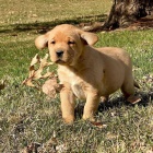 Labradorsk retrvr s PP~ Fenecka