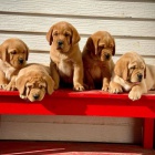 Labradorsk retrvr s PP~ Fenecka