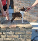 Bostonsk� teri�r