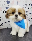 kr�sn� �t���tka shih tzu